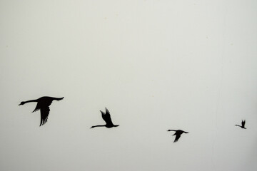 Dark shadows of some birds flying  on a white background 