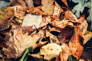 Lots of autumn leaves close-up, desktop background. Yellow, green, orange, and brown leaves from trees.