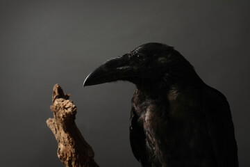 Beautiful common raven on dark background, closeup
