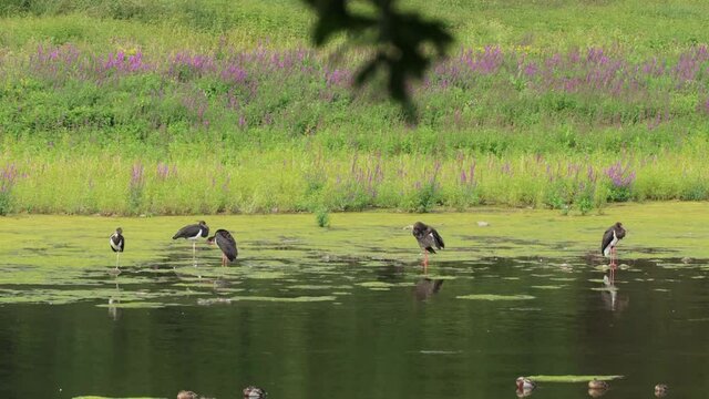 F&uuml;nf Schwarzst&ouml;rche (Ciconia nigra) am Edersee 