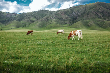 Fototapeta na wymiar Cows graze on ecological meadows against the backdrop of a mountain landscape and sky with clouds