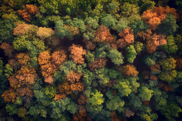 Fototapeta na wymiar Deciduous autumn forest, aerial view, pattern or texture.