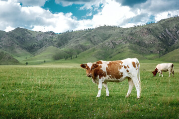Fototapeta na wymiar Cows graze on ecological meadows against the backdrop of a mountain landscape and sky with clouds