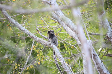 Marmoset