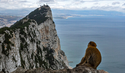 Monkey gazes up at Rock of Gibraltar