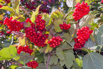 bunches of snowball berries in the fall