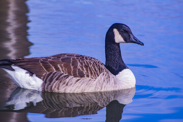Canada Goose on the river.