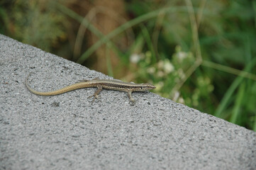 Lizard on a rock at Madeira Island