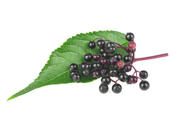 Black elderberries with twig and green leaf isolated on a white background. Sambucus.