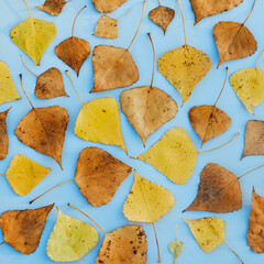 Pattern of autumn yellow and dry leaves, abstract autumn background