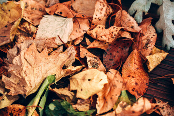 Yellow fallen autumn leaves. Autumn atmosphere, herbarium. Orange leaves on a brown textured wooden table. Autumn background for your desktop.