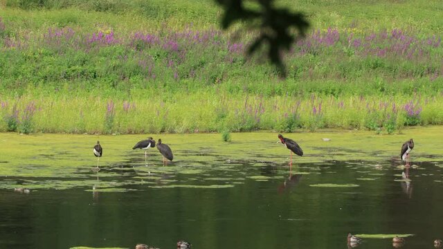  F&uuml;nf Schwarzst&ouml;rche (Ciconia nigra) am Edersee 