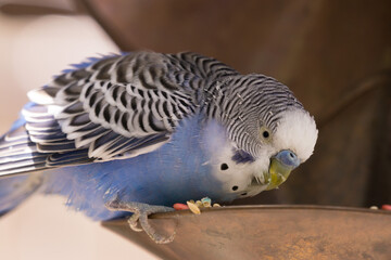 parakeet