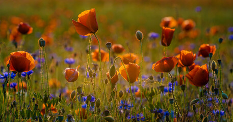 blooming wild flowers and herbs in a meadow in the light of the setting sun