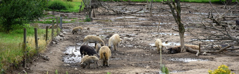 Mangalica-Schweine auf einer Koppel