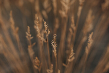 Fototapeta premium golden wheat field