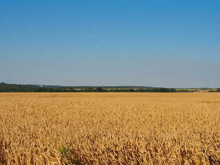 Wheat field, blue sky, clouds, green forest. Copy space for text.