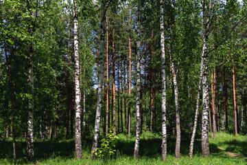 birch forest in spring time, sunny warm weather