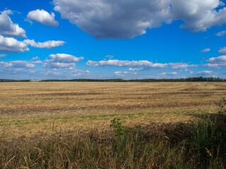 Wheat field, blue sky, clouds, green forest. Copy space for text.
