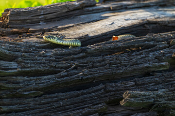 Ringelnatter, Natrix natrix