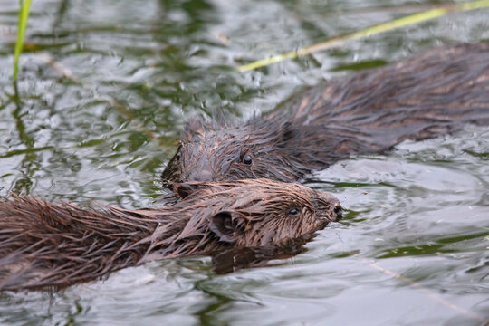 A close-up picture of two Eurasian beavers (Castor fiber) eating and swimming in calm water.