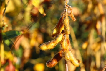 Soybean fields. Ripe yellow soybean pods at sunrise. Blurred background. The concept of a good harvest. Macro