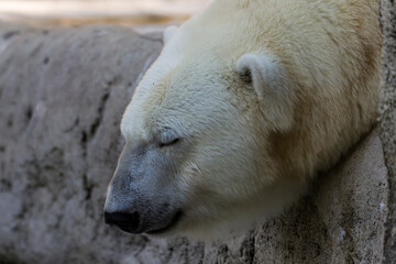 A polar bear lies quietly on a rock