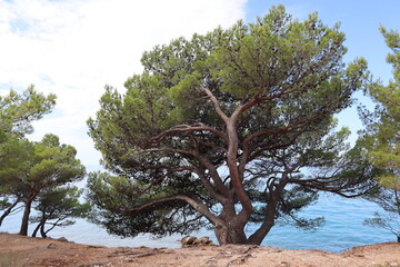A beautiful pine tree with a dense crown, powerful roots on the sea coast against the background of...