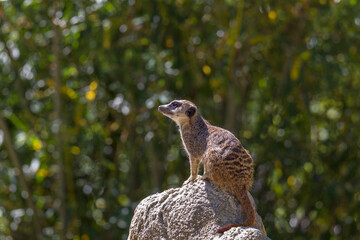 A meerkat digs in the sand