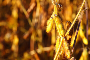 Soybean fields. Ripe yellow soybean pods at sunrise. Blurred background. The concept of a good harvest. Macro