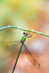 Libelula (junius de Anax)