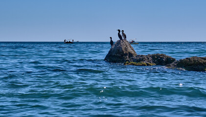 Naklejka premium Three cormorants stand on a stone by the sea. People on catamarans float nearby.