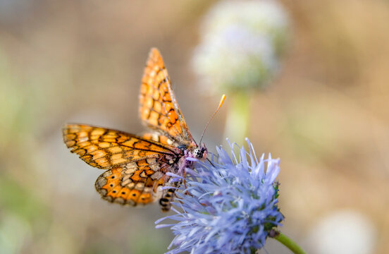Mariposa nacarada en Pe&ntilde;alara, Madrid (Argynnis paphia)