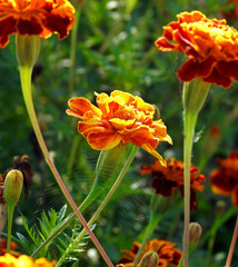 colorful flowers of a plant called marigold, which grows widely in urban flower beds in the city of Białystok in Podlasie, Poland