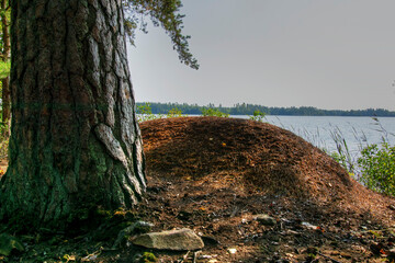 Fototapeta premium tree in the woods