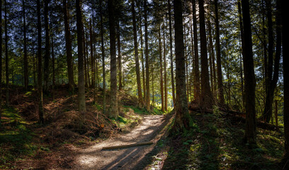 Forest path in good weather with a few rays of sun