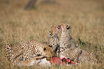 Cheetah Cubs, Masai Mara Game Reserve, Kenya