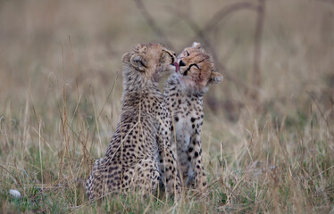Cheetah Cubs, Masai Mara Game Reserve, Kenya