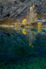 Yellow Aspen leaves reflected in the Indigo blue waters of Grassi Lakes