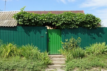 closed green metal door and iron fence wall overgrown with vegetation and grass on the street