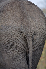 Elephant Rear, Masai Mara Game Reserve, Kenya