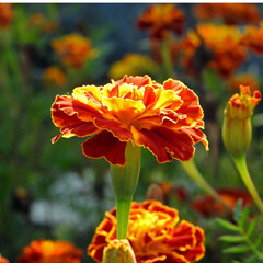 colorful flowers of a plant called marigold, which grows widely in urban flower beds in the city of Białystok in Podlasie, Poland