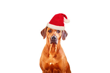Christmas dog. Big brown Rhodesian ridgeback dog in red Santa hat isolated on white background