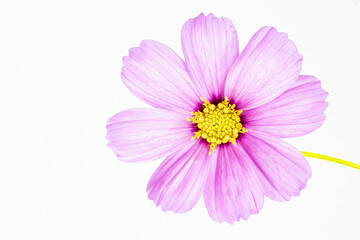 Fototapeta premium Beautiful cosmos flower on a white background.