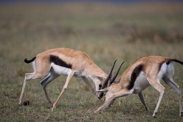 Naklejka na ściany i meble Thomson Gazelle Fight, Masai Mara Game Reserve