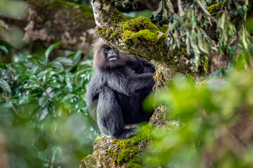 Nilgiri Langur in the Wild