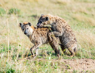 Two Hyenas Mating in Masai Mara National Reserve