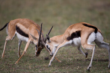 Thomson Gazelle Fight, Masai Mara Game Reserve