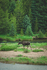 moose1