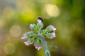 Beautiful Ladybug on dandelion defocused background
